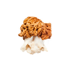 Gyromitra esculenta mushroom isolaed on white background