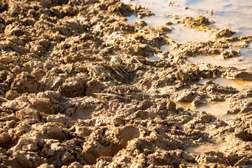 slime mud