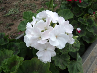 flor blanca