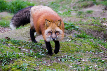 Wandering red fox in the forest