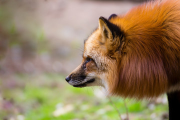 portrait of a red fox