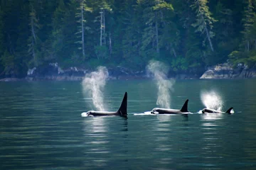 Fototapete Orca Drei Orcas in Folge, Telegraph Cove auf Vancouver Island, British Columbia, Kanada.