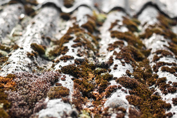Closeup of old slate roof covered with dry moss and lichen