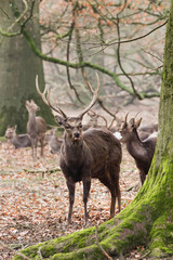 stag in the forest