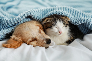 Adorable little kitten and puppy sleeping on bed