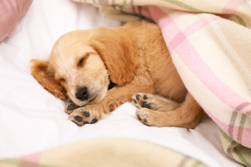 Cute English Cocker Spaniel puppy sleeping on bed