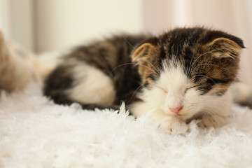 Adorable little kitten sleeping on white pillow indoors, closeup