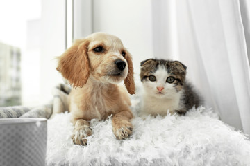 Adorable little kitten and puppy on pillow near window indoors