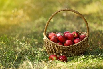 Wicker basket with ripe apples on ground