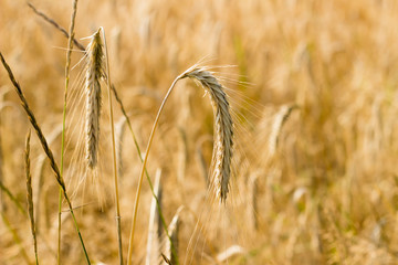 Summer evening on a wheat field
