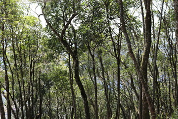 Fototapeta premium Panoramic view of the Ninho das Águias (Eagle's Nest), located in the northwest of the municipality of Nova Petrópolis. It is one of the best hang gliding locations in the state of Rio Grande do Sul.