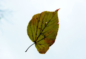 a yellowed leaf clung to the wet glass