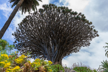 Famous Drago Milenario, Millennial Dragon Tree, of Icod de los Vinos in Tenerife, Canary Islands, Spain