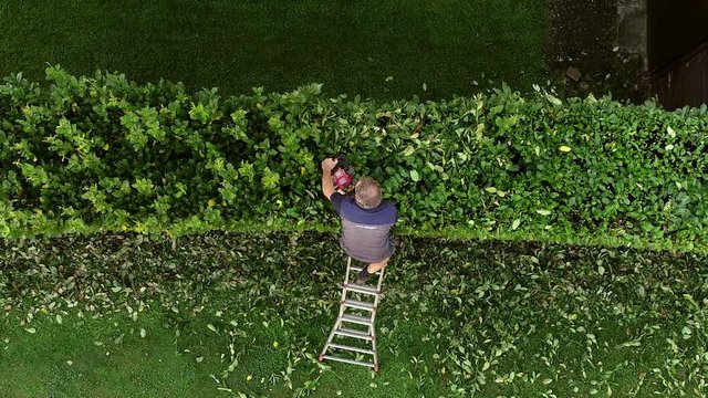 Gardener cutting a hedge with electric hedge trimmer in the garden.