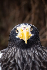 Fototapeta premium portrait of an eagle