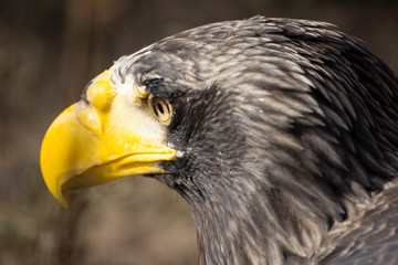 portrait of an eagle