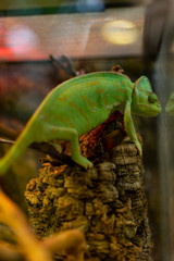 green lizard