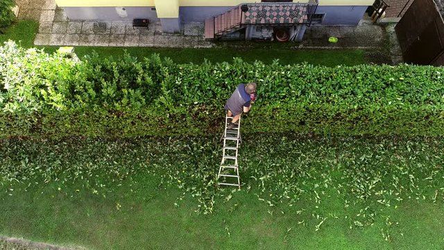 Gardener cutting a hedge with electric hedge trimmer in the garden.