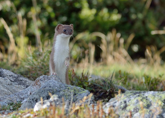 a beautiful ermine erected near the path towards the col de la masse in the french alps in vanoise