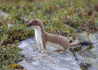 a lively ermine seen during a hike in the alps above the village of Aussois