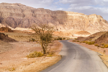 Tree next to road in valley in Timna park desert, Israel