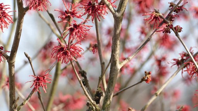 Hamamelis Red witch-hazel blooms in early spring