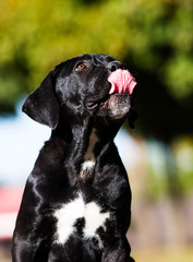 dog breed Cane Corso, outdoors