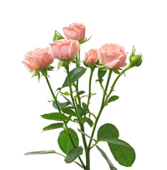 Beautiful rose flowers on white background