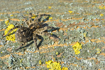 Lycosa (Lycosa singoriensis, wolf spiders) on tree bark background with yellow moss, top view