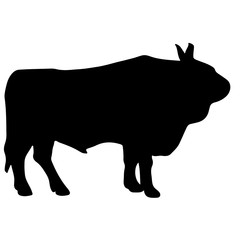 Silhouette of a black bull angus