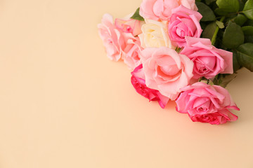 Beautiful rose flowers on light background