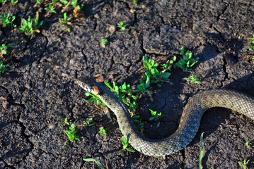 The grass snake (Natrix natrix, ringed snake, water snake) crawling on dry ground, top view