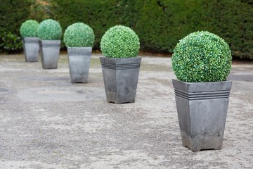 Buxus topiary planters