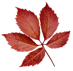 autumn leaf of wild grape isolated on white background.