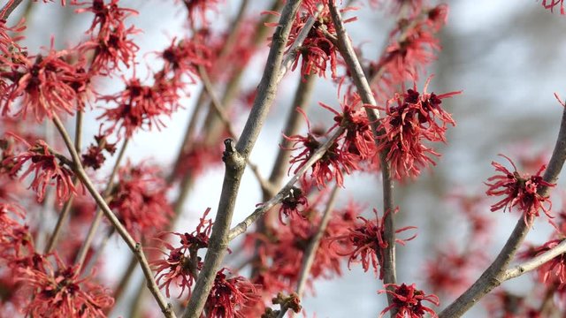 Hamamelis Red witch-hazel blooms in early spring
