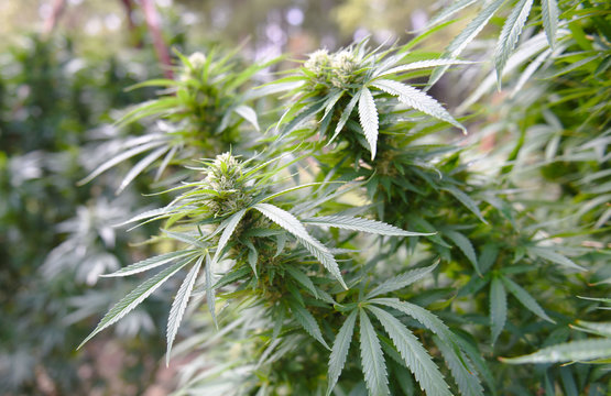 Cannabis colas