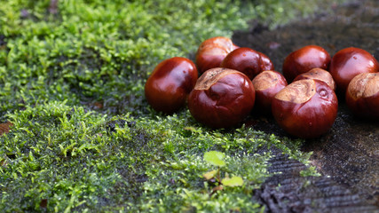 Conkers