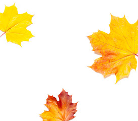 Colorful Autumn leaves concept frame on the white background. Top view. Copy space