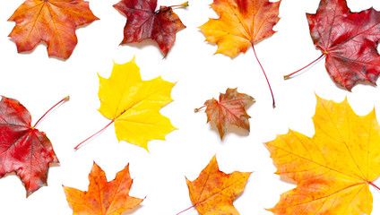 Colorful Autumn leaves concept pattern on the white background. Top view