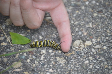 ill shake your hand