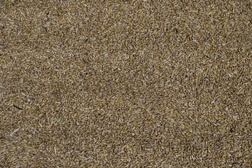 Texture of barley agriculture stocks