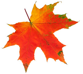 autumn maple leaf isolated on white background, clipping path, full depth of field