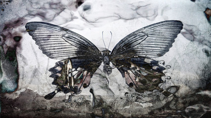 Fototapeta na wymiar grunge butterfly texture