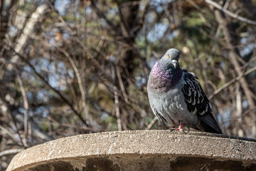One gray pigeon with rainbow neck and bright eyes is on a yellow stone surface in the park in spring