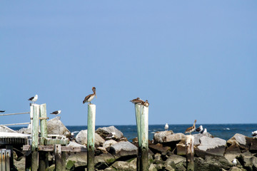 Pelicans and gulls on pier at Brandywine Shoal Lighthouse