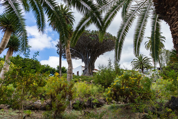 Fototapeta na wymiar Famous Drago Milenario, Millennial Dragon Tree, of Icod de los Vinos in Tenerife, Canary Islands, Spain