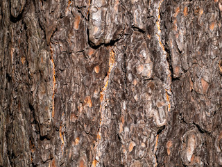 Shiny scales on a pine bark. Pine bark forms a grungy brown background.