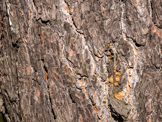 Rough strips run diagonally along the rough surface of the pine bark