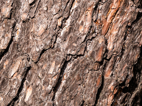 On the pine bark, uneven stripes are located diagonally