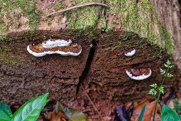 Native mashroom in Amazon Florest